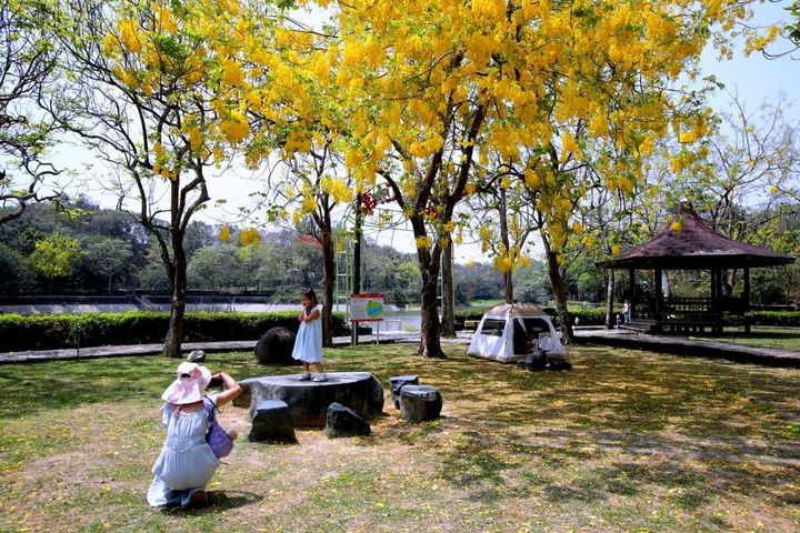 燦爛黃金花雨/虎頭埤阿勃勒花季 漫步、健走、騎單車賞花好愜意