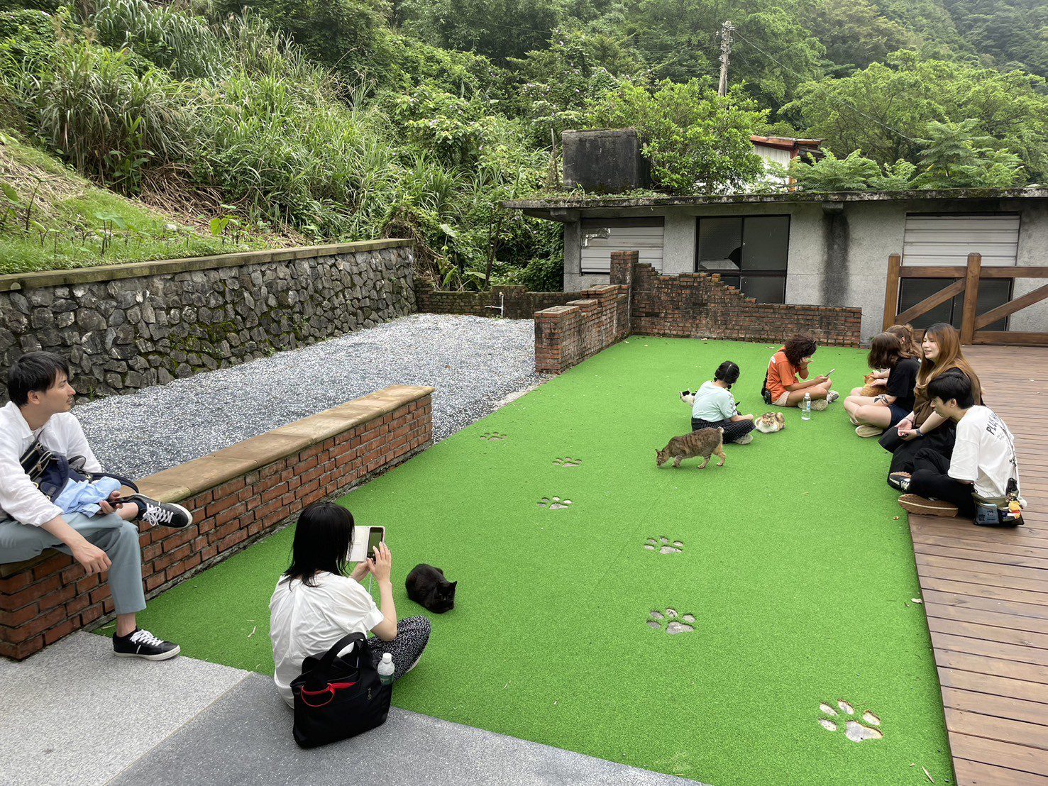 530國際抱貓日　新北動保處推6月7日前　貓公所認養送好禮