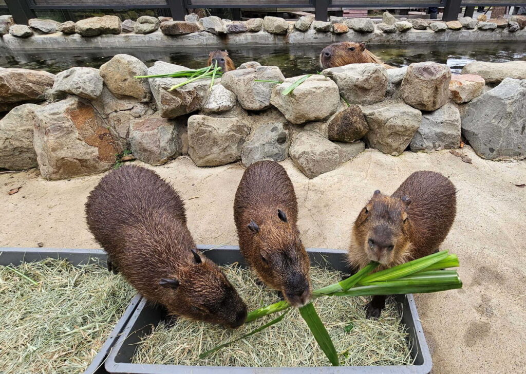 CapyFamily 解說活動