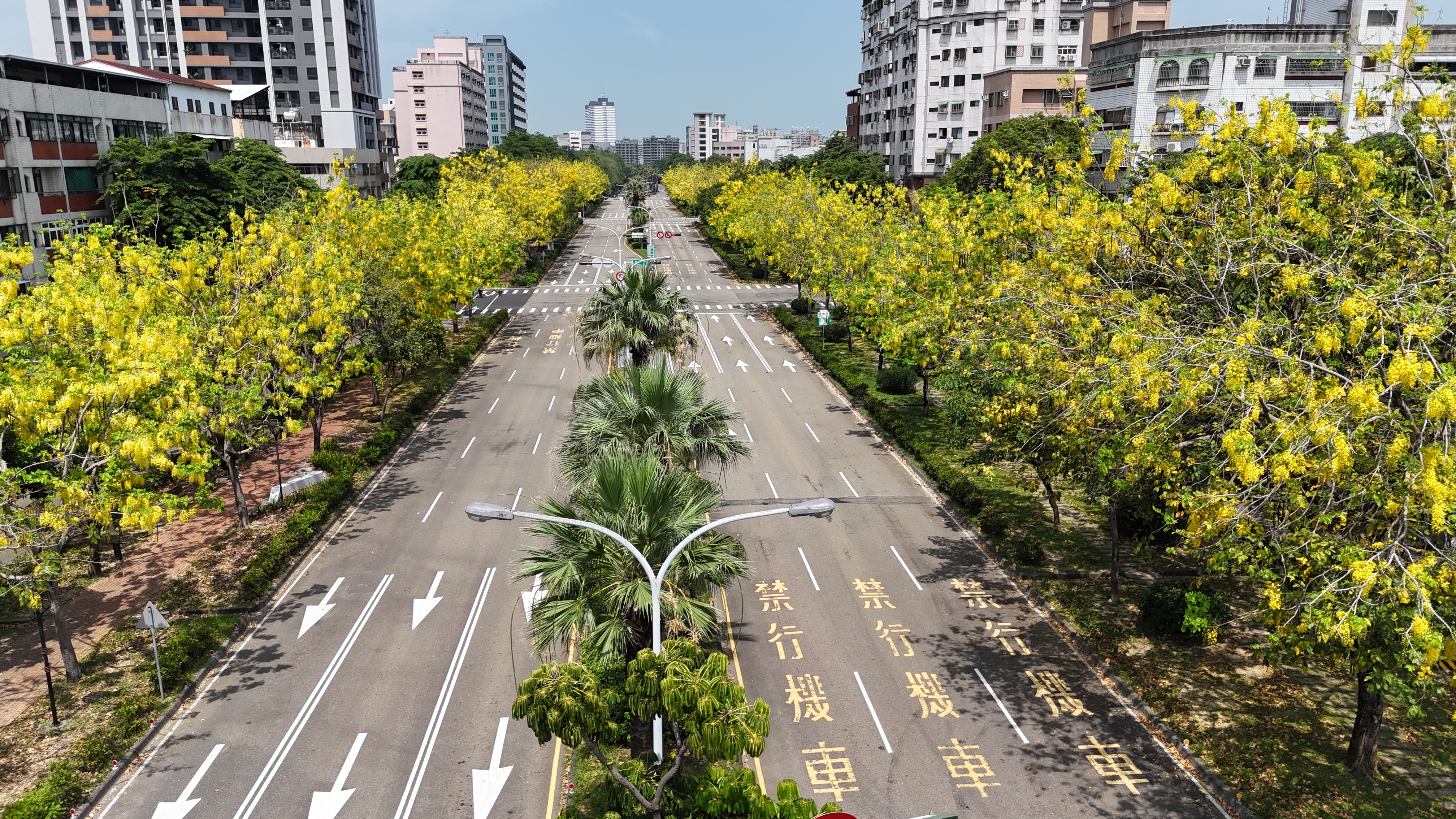 「金黃色嘉年華」來了! 台中市區阿勃勒盛開美炸!