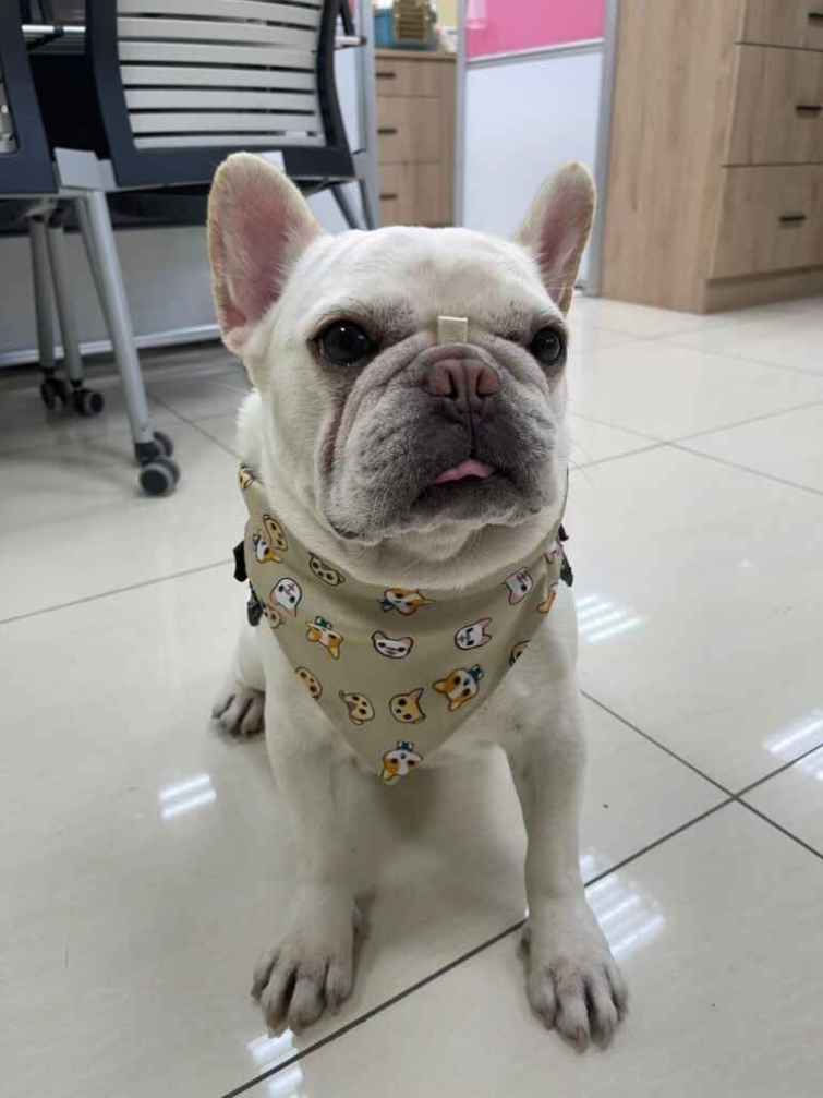 ▲屏東縣一直積極推動動物保護觀念，更持續宣導飼主責任及認養不棄養。（屏東縣政府提供）