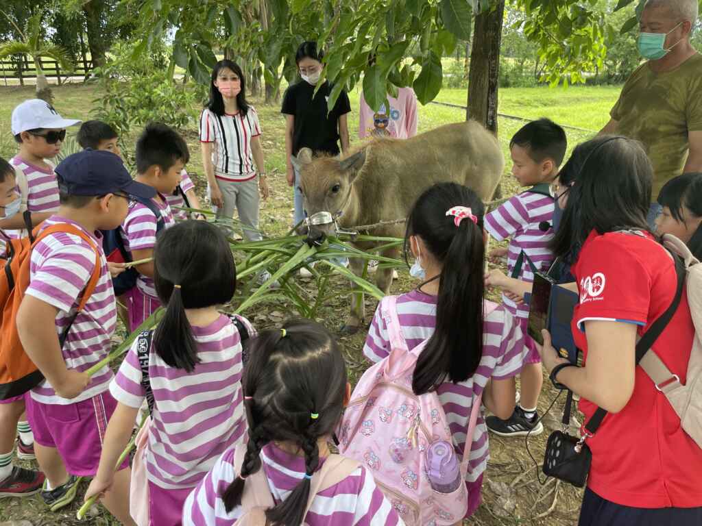 ▲果毅國小學童與牛隻互動。(臺南市政府提供)
