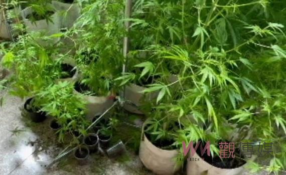 (有影片)/雲林檢警聯手破獲大麻工廠 市價1億3千多萬三嫌遭起訴