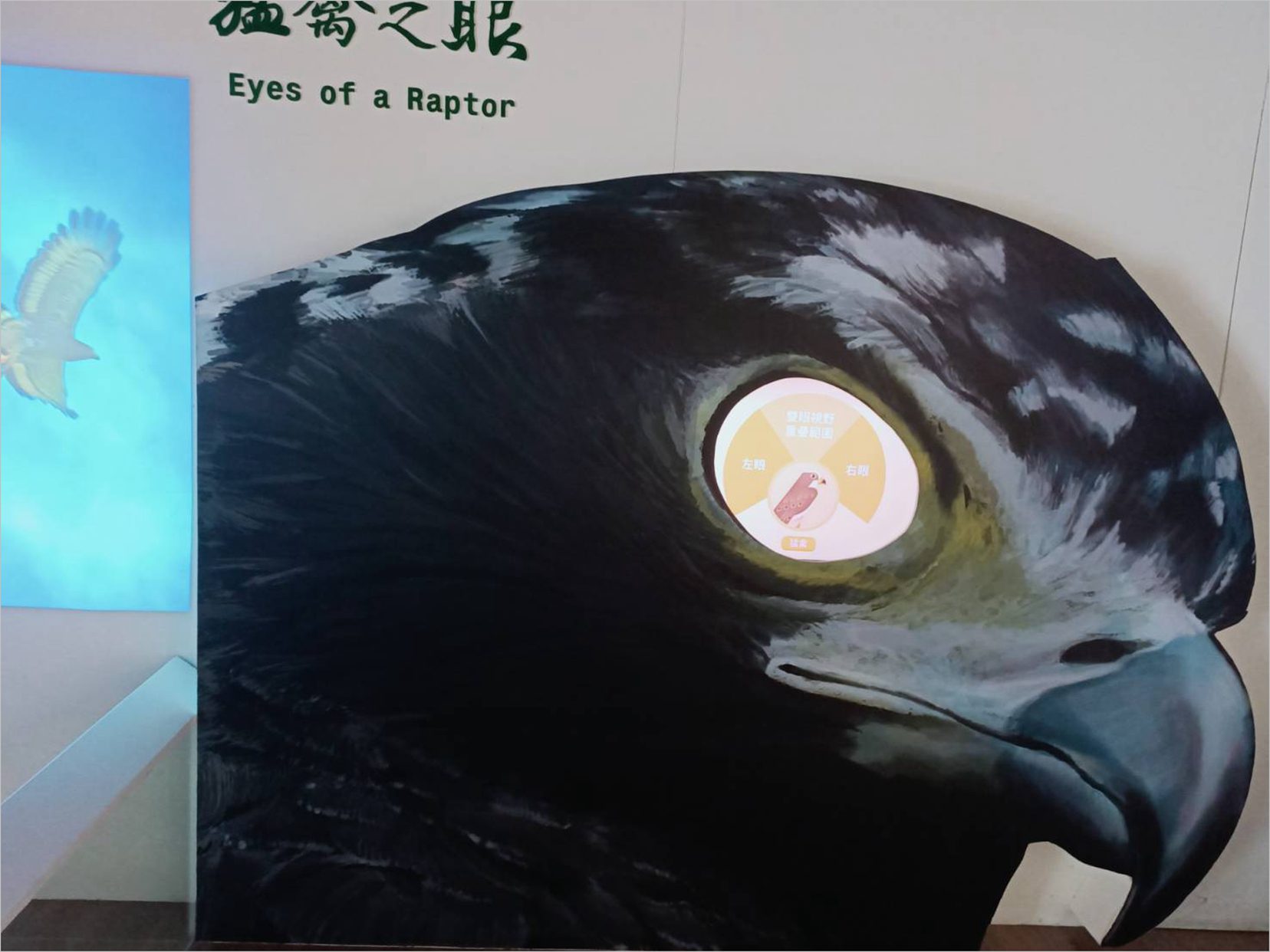 觀音山自然奇觀:猛禽展示館與林梢步道 觀音豹豹咖啡館休閒放鬆 福隆山步道探索