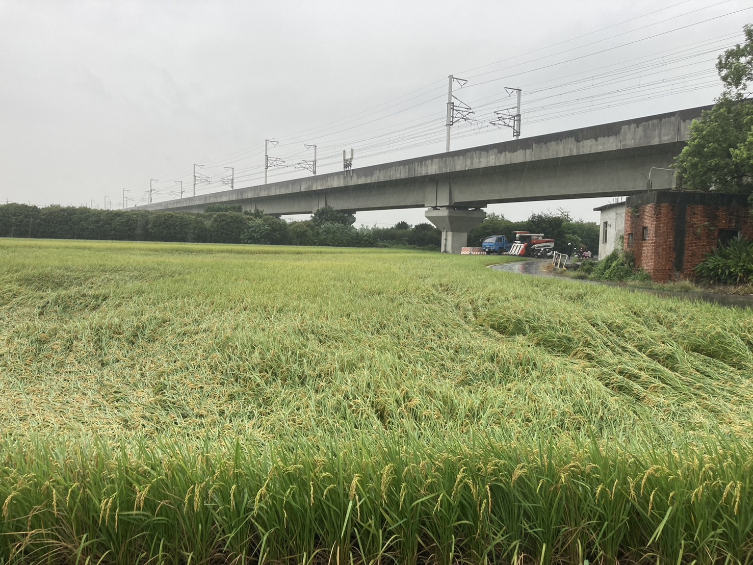 ▲受到鋒面影響,彰化縣今早出現強降雨,造成南彰化水稻產區的稻作倒伏。(記者張溎壕攝)