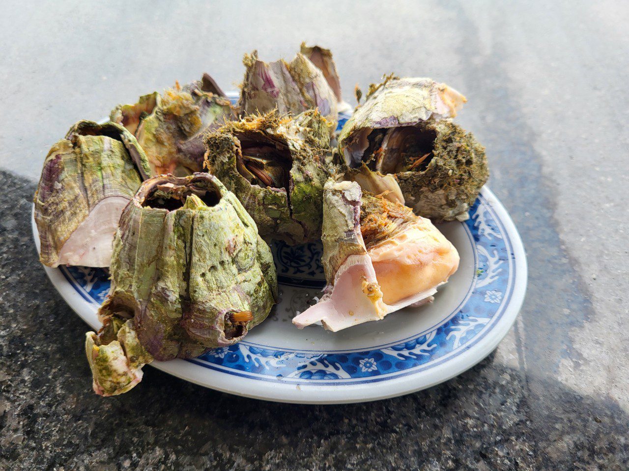 東北角季節限定　潮間帶貌似火山口的美味「藤壺」