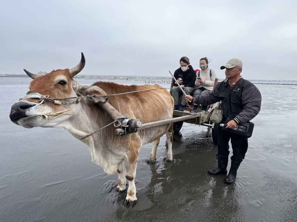 ▲海牛採蚵。(參山處提供)