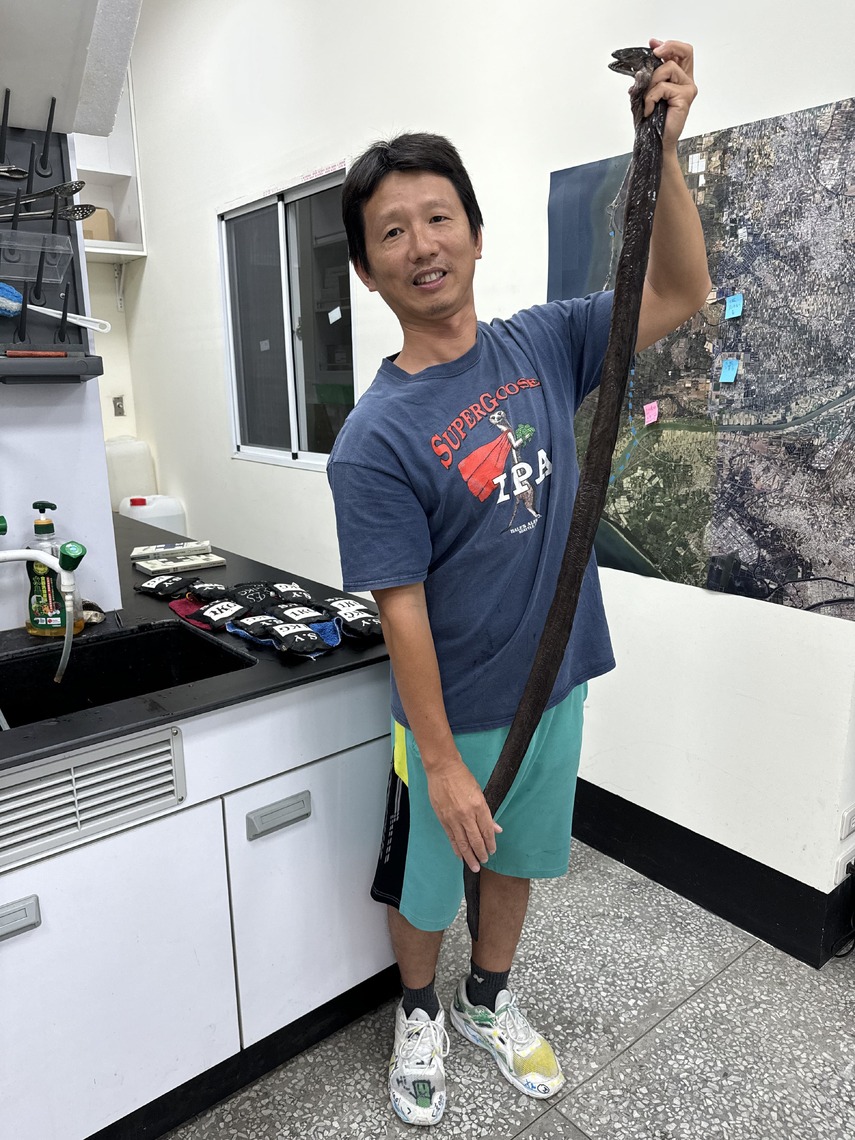 漾新聞|生物奇觀!中山大學發現鯙科魚右睪丸較左大八倍