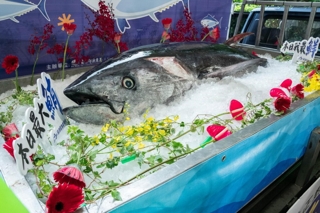 現場展示生鮮黑鮪全魚