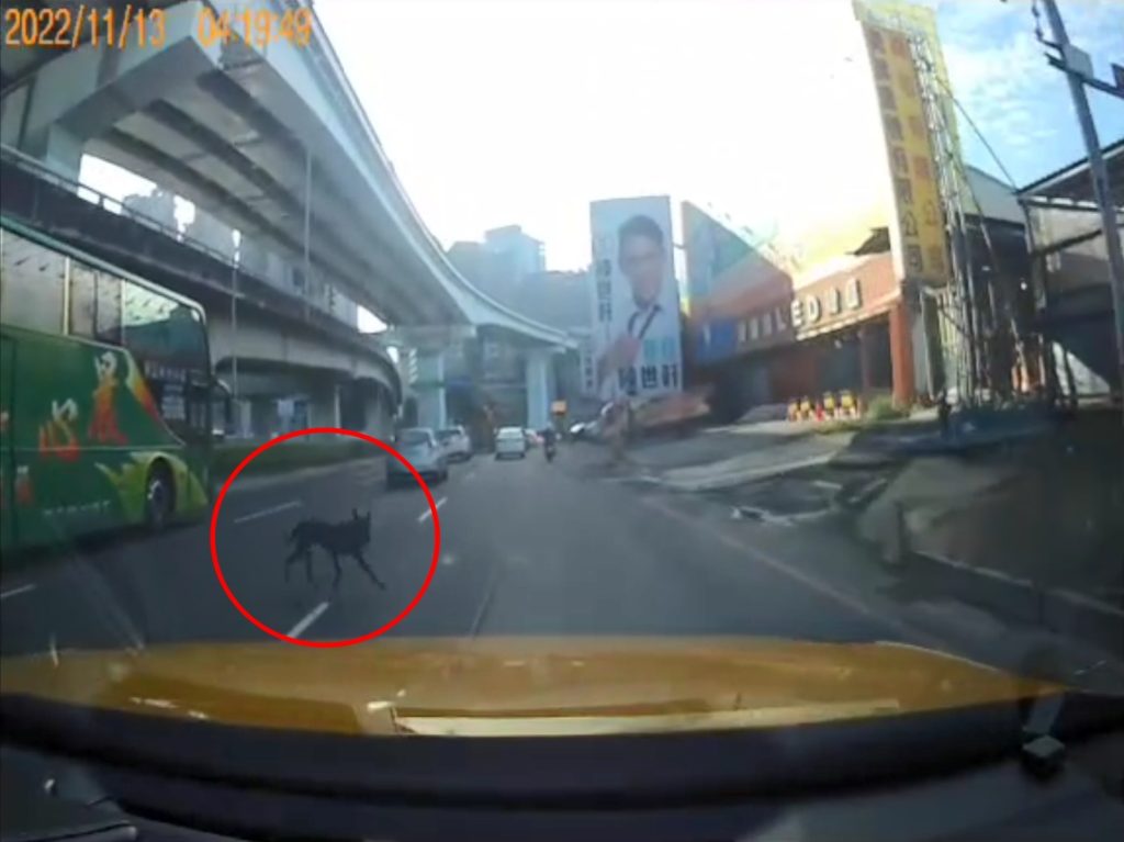 寵物未繫繩肇事 飼主負刑民事責任。(圖/新北市政府提供)