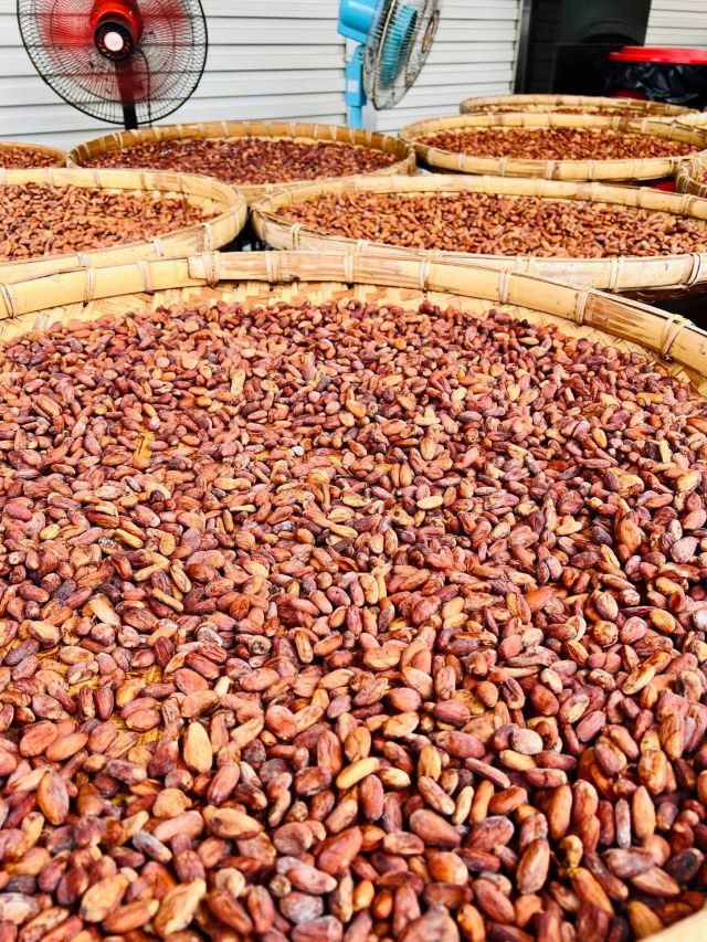 發酵之後再經日曬的可可豆,會慢慢產生巧克力的韻味.jpg