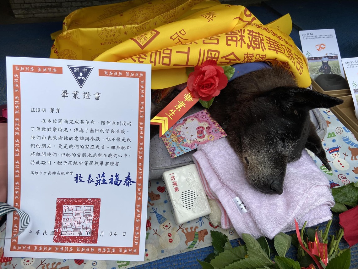 高雄高級中學告別18年校狗芽芽