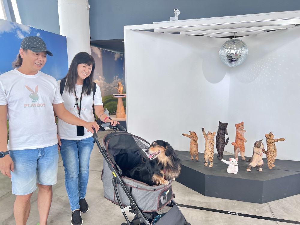 世界抱貓日! 屏東「極度日常」友善寵物空間  吸引汪、喵星人出沒