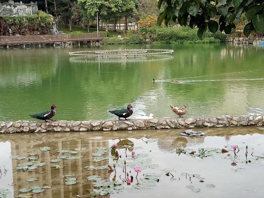 愛牠就不要棄養牠!中市攜手民間推動豐樂雕塑公園生態共好