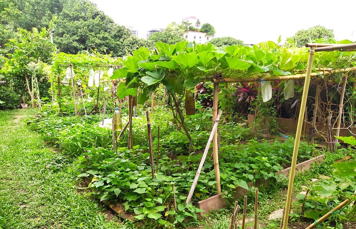 世界環境日－新北營造可食地景  提升環保意識