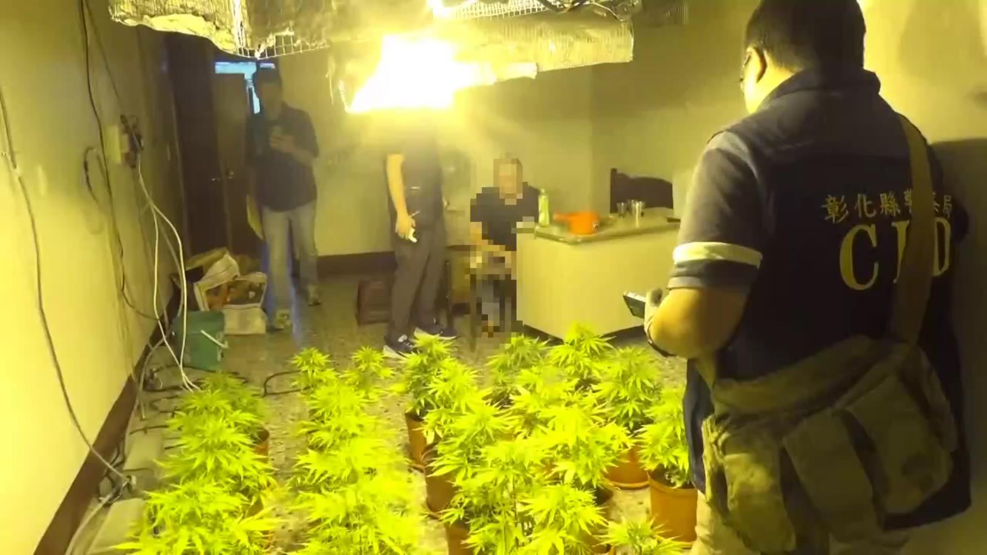 ▲三名男子在和美鎮租一棟透天厝種植大麻,透天厝樓上擺滿大麻植株及栽種工具,警方在現場查獲大小大麻植株共51株。(警方提供)