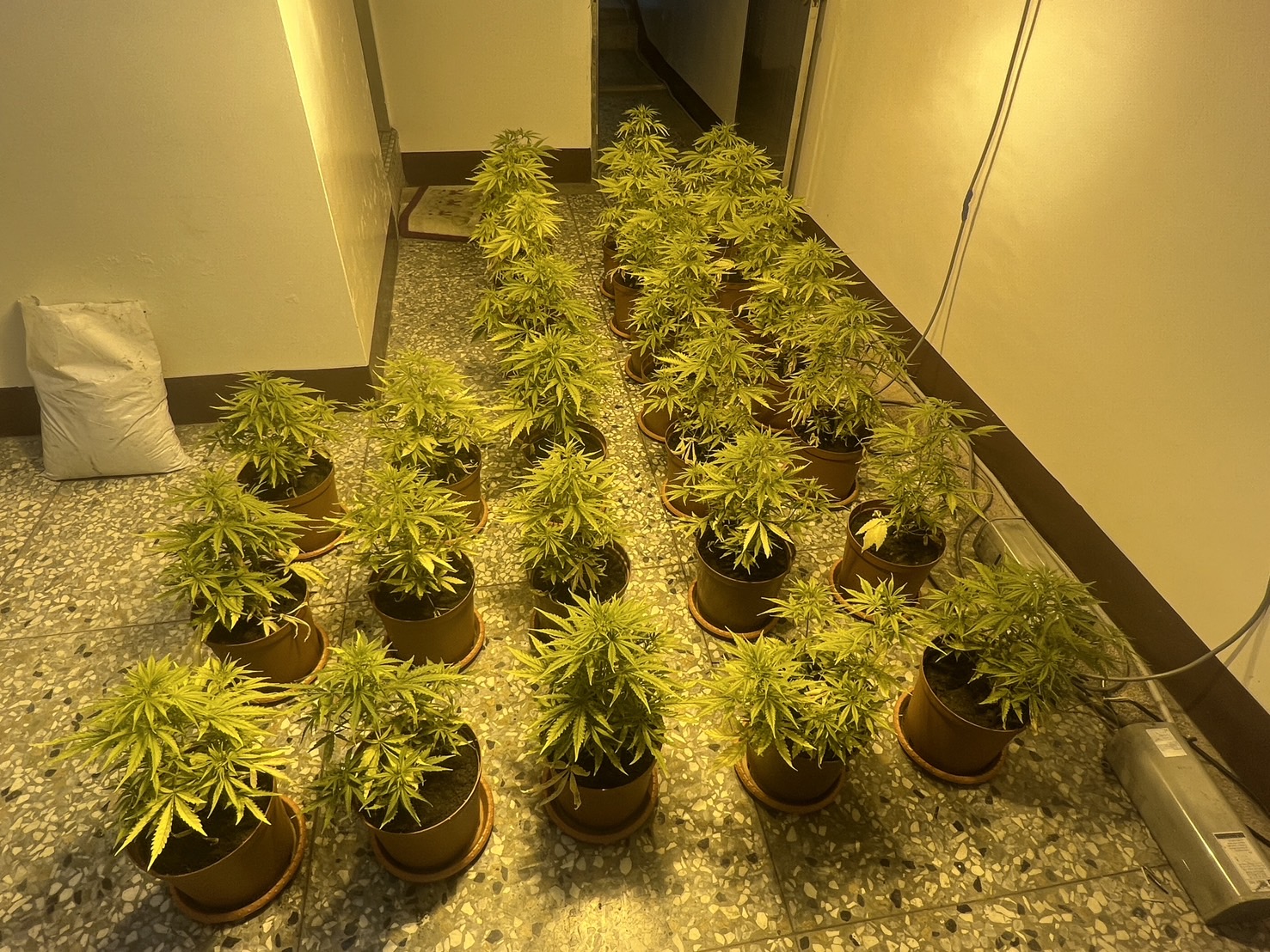 ▲三名男子在和美鎮租一棟透天厝種植大麻，透天厝樓上擺滿大麻植株及栽種工具，警方在現場查獲大小大麻植株共51株。（警方提供）
