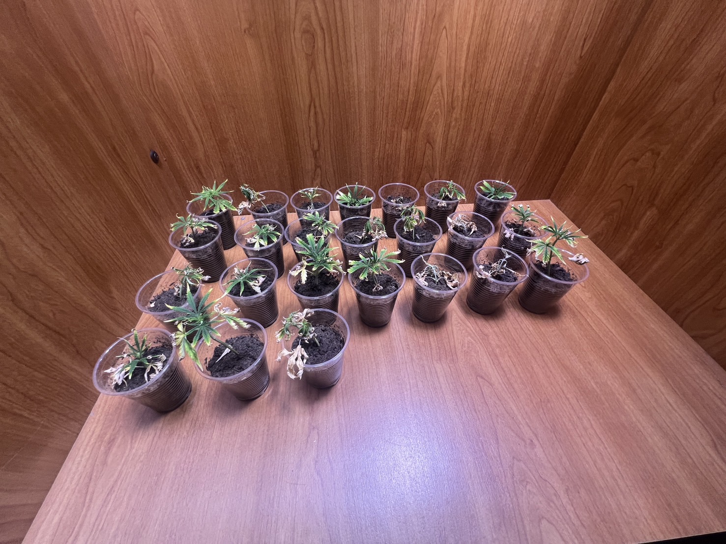 ▲三名男子在和美鎮租一棟透天厝種植大麻，透天厝樓上擺滿大麻植株及栽種工具，警方在現場查獲大小大麻植株共51株。（警方提供）