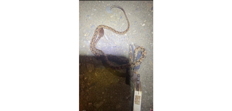 南投一婦女洗衣時腳踝遭龜殼花咬 機警拍照就醫施打血清救命