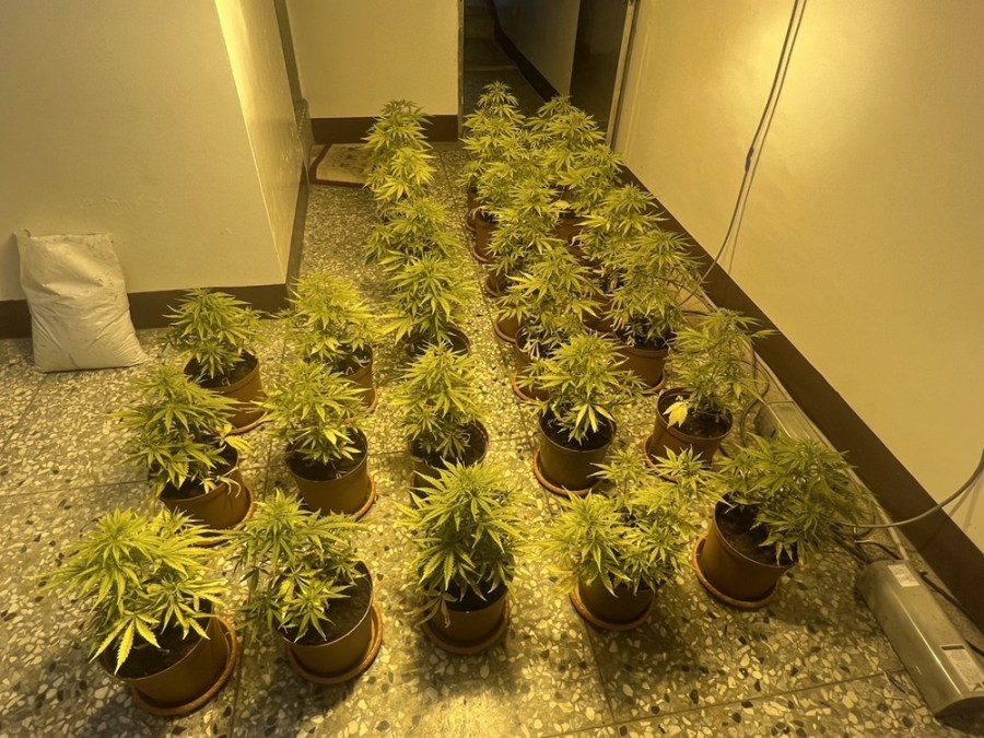 透天宅栽種大麻 員林警攻堅查獲溫室種植場 239 cnews204240612a06