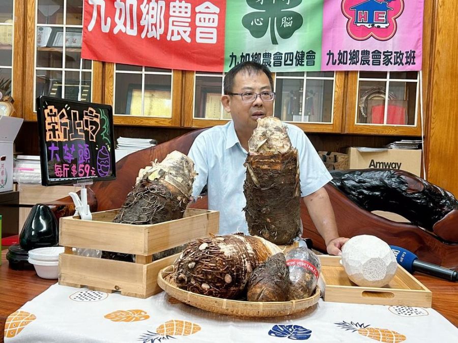 九如大芋頭超過8台斤完整無缺 栽種主人勤勞管理高品質