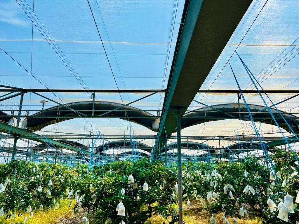 屏東果農運用龍蝦殼萃取出甲殼素和鈣質,精準控制生長條件,栽培出龍蝦芒果