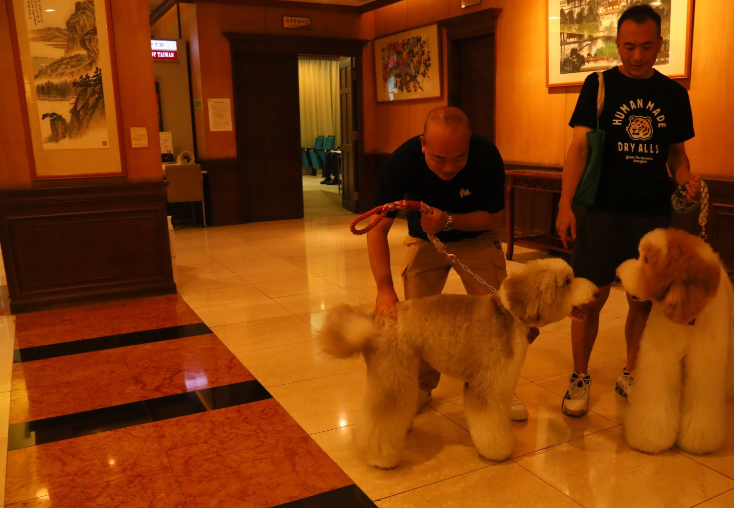 兩隻身價不斐的原生種貴賓犬現身「加速推動犬貓非營利血庫台」記者會會場,表現十分溫馴。(記者包克明 攝)