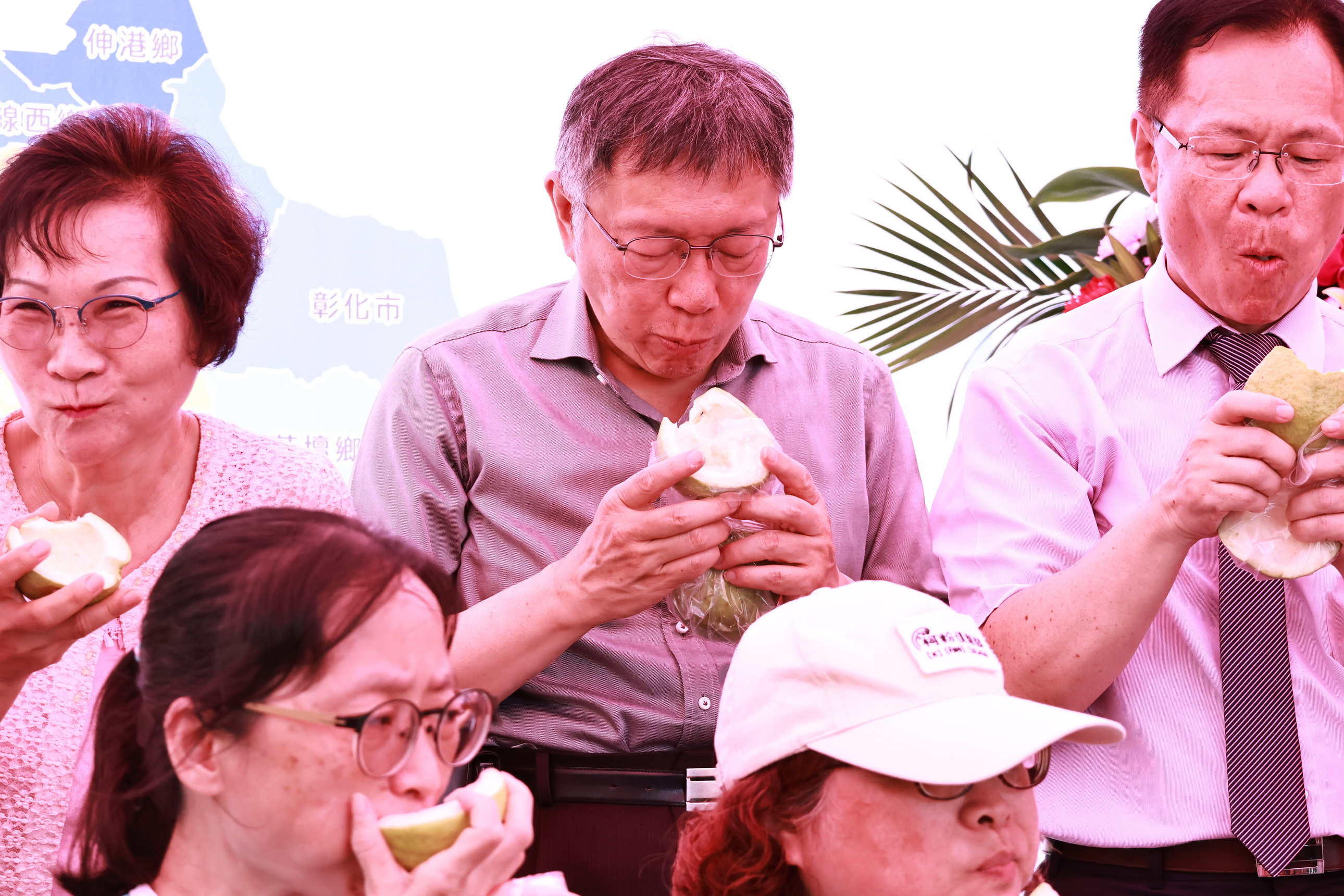 ▲民眾黨彰化縣黨部舉辦立法委員張啟楷服務處成立揭牌儀式，現場舉行大胃王吃芭樂比賽，黨主席柯文哲帶頭參加比賽，諷刺執政黨愛開芭樂票。（記者張溎壕攝）