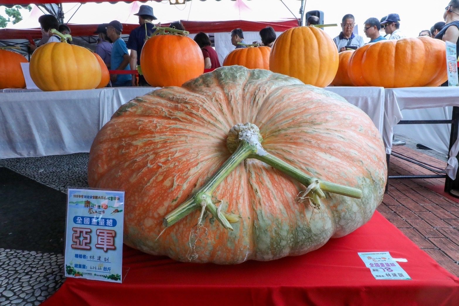 全國大南瓜比賽農友陳灯燃以657 台斤的大南瓜奪冠淡水金色水岸今展出