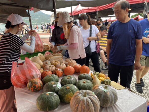 現場販賣新北品質優良的南瓜