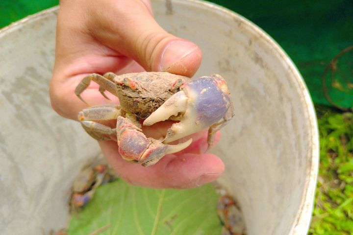 充滿生命力的陸蟹。 圖:新北市政府水利局/提供