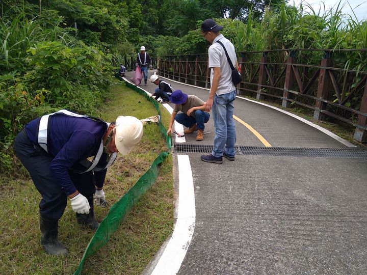 淡水河護蟹廊道臨時設置 守護陸蟹平安回家