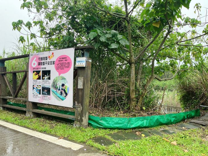 淡水河護蟹廊道臨時設置 守護陸蟹平安回家