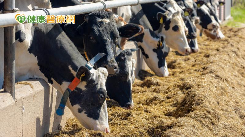 美國乳牛H5N1人類感染有2症狀! 疾管署增列新型A型流感通報條件
