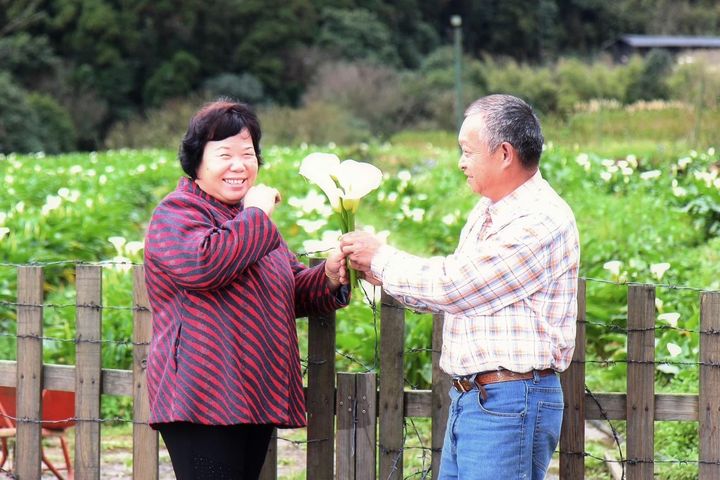 竹子湖繡球花特色農遊 淡雅芬芳萬種風情