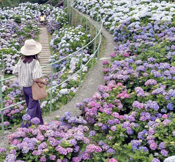 竹子湖繡球花特色農遊 淡雅芬芳萬種風情