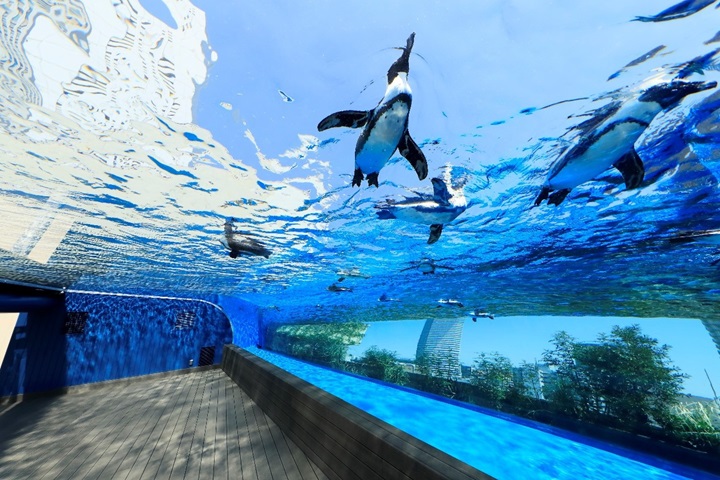 池袋・陽光水族館的「天空綠洲」在室外區,寬敞透明的水槽,讓悠游的企鵝宛如翱翔在天際。 圖:陽光水族館/提供