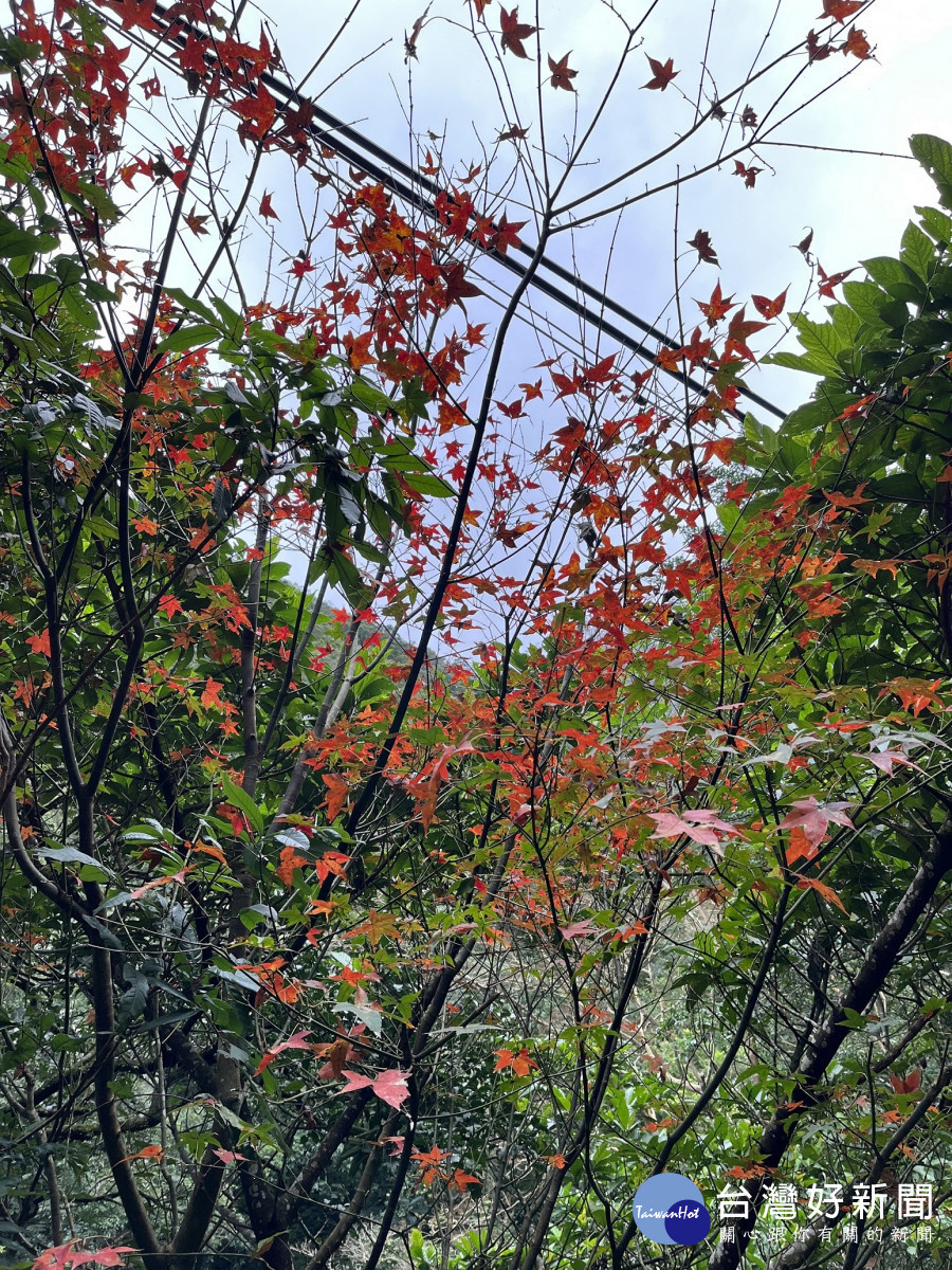 滿月圓楓風(林業保育署新竹分署提供)