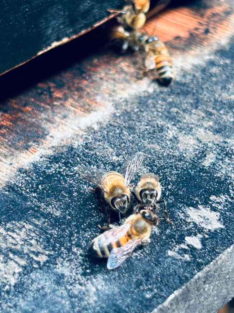 ▲今年中部地區荔枝和龍眼受氣候影響，開花情況普遍不佳，連帶影響蜜蜂採蜜。（彰化縣政府提供）