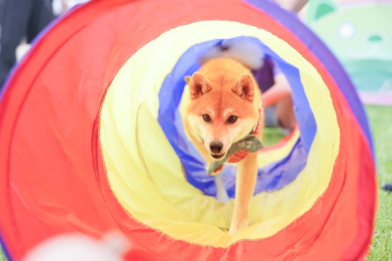(圖/臺北市動物保護處)