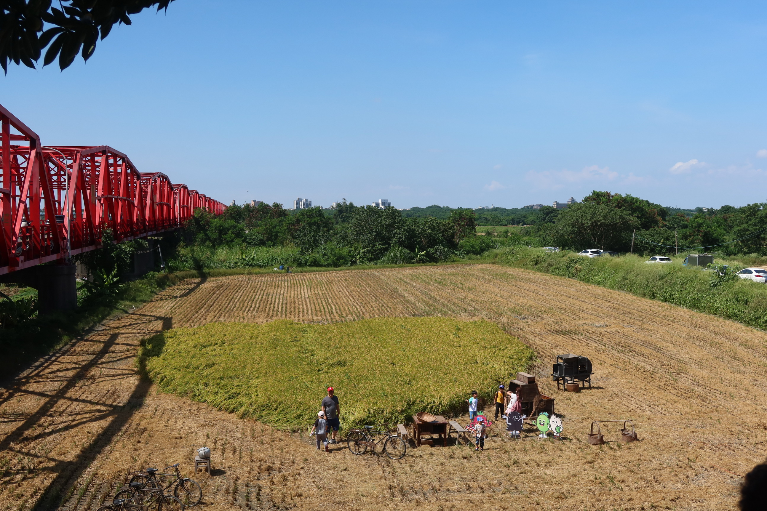 ▲溪州鄉公所與溪州農會在西螺大橋北岸溪州端橋下舉辦「虹橋愛心‧割稻趣」活動，留下愛心稻田讓民眾體驗傳統收割樂趣。（記者張溎壕攝）