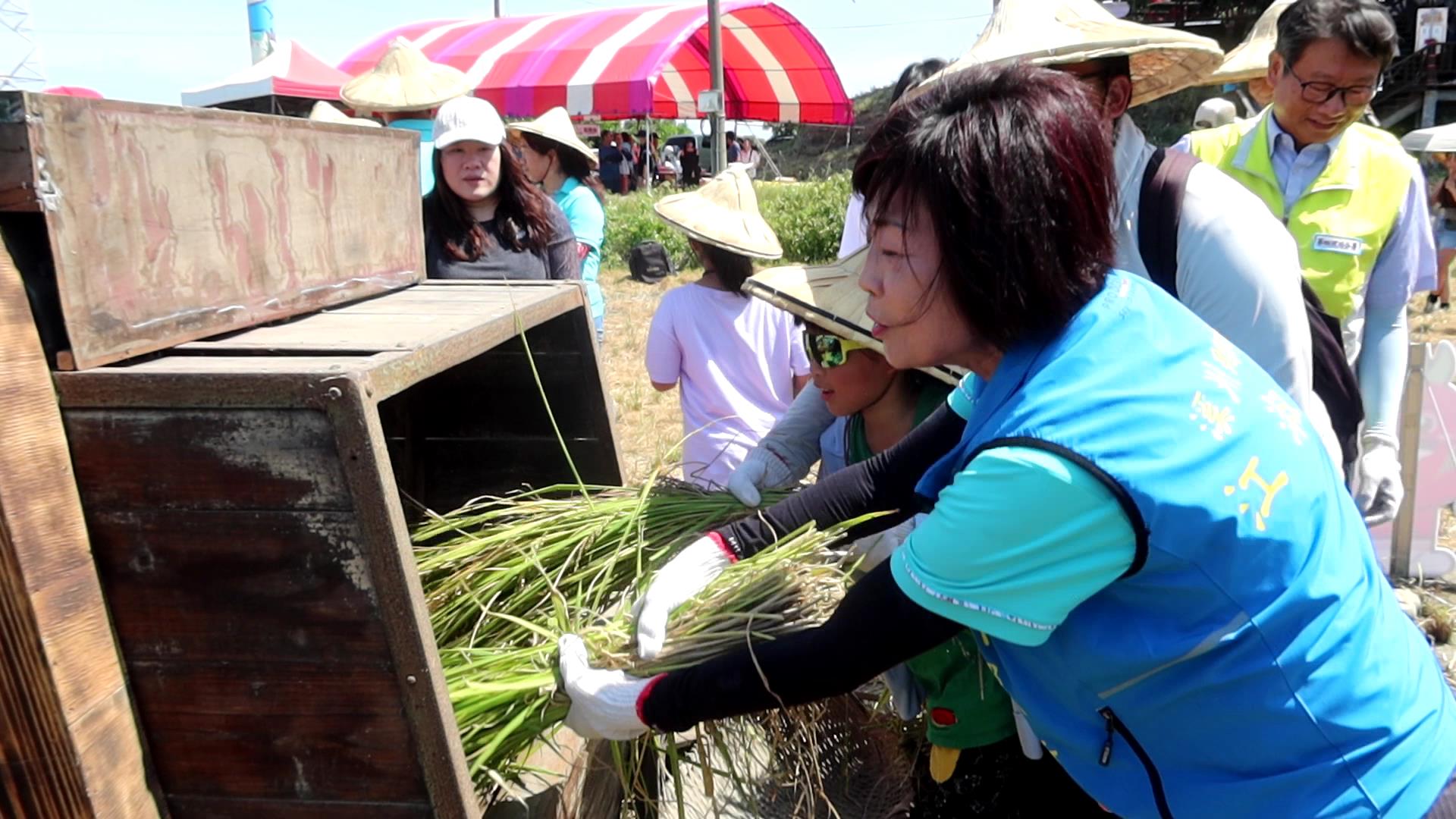 ▲溪州鄉公所與溪州農會在西螺大橋北岸溪州端橋下舉辦「虹橋愛心‧割稻趣」活動，留下愛心稻田讓民眾體驗傳統收割樂趣。（記者張溎壕攝）