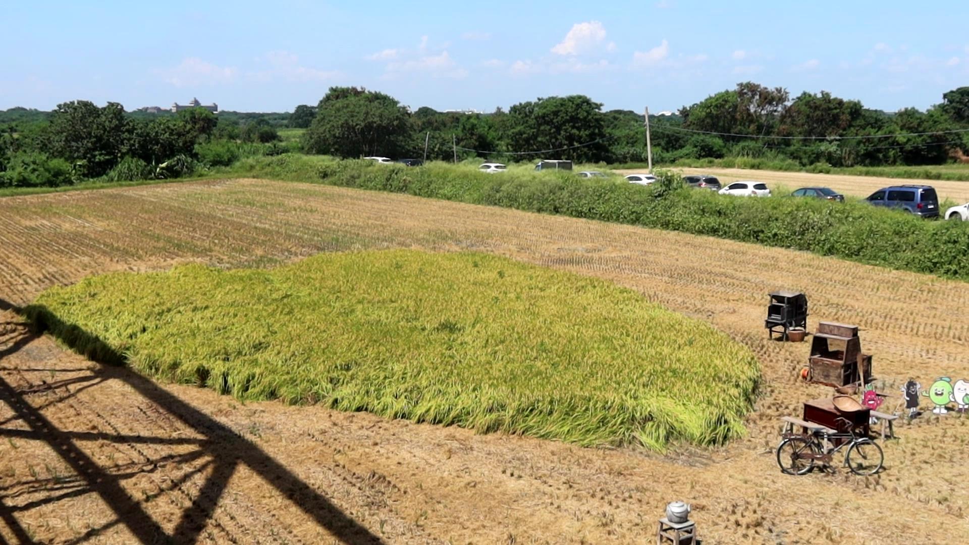 ▲溪州鄉公所與溪州農會在西螺大橋北岸溪州端橋下舉辦「虹橋愛心‧割稻趣」活動，留下愛心稻田讓民眾體驗傳統收割樂趣。（記者張溎壕攝）