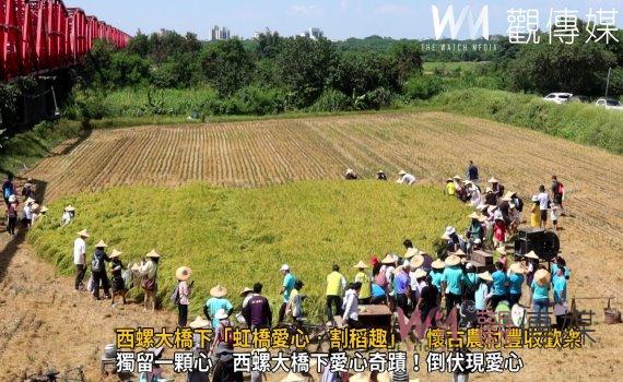 （有影片）／西螺大橋下「虹橋愛心‧割稻趣」　懷古農村豐收歡樂