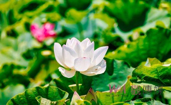 桃園蓮花季6/29登場 歡迎民眾來賞花共度今夏