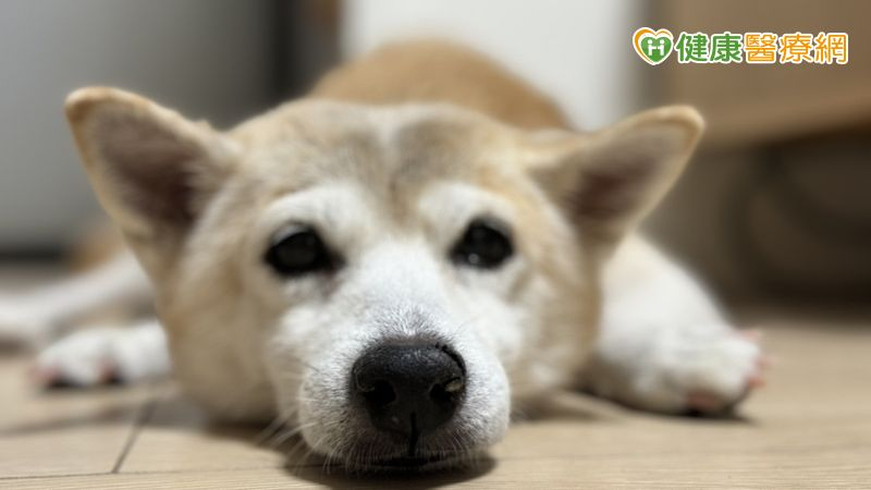 地震後家中貓狗「出現這些情況」恐是憂鬱症！　頻繁進出貓砂、異常舔毛注意