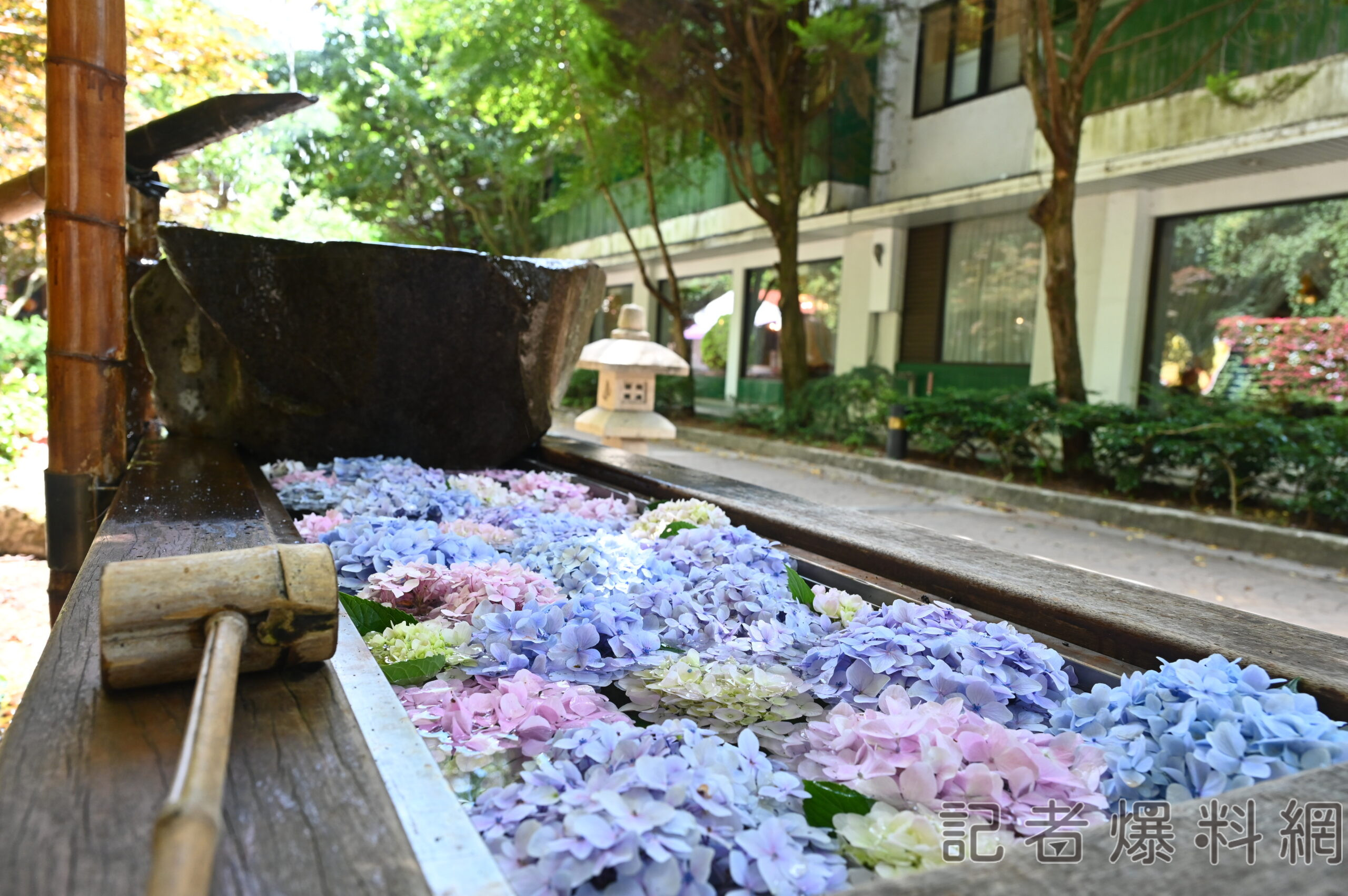 炎炎夏日 武陵農場賞繡球花大啖當季水蜜桃