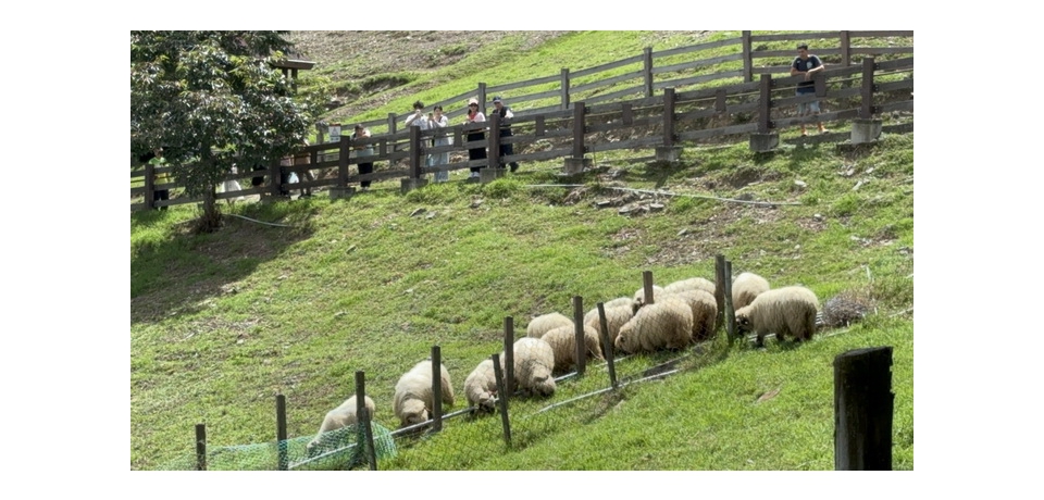 見小琉球笑笑羊熱天狂喘氣 清境農場呼籲:飼養前定要經專業評估環境合適與否