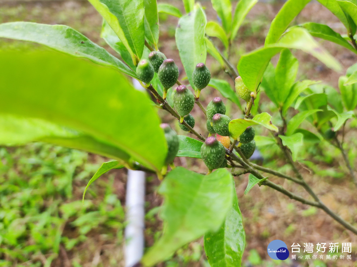 臺灣天仙果(圖/林業保育署南投分署提供)