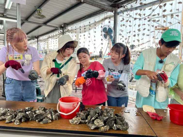 ▲藝人阿翔、籃籃、楊繡惠、郭婷筠體驗當剝蚵人，品嚐有牛奶蚵之稱的東石蚵。（嘉義縣政府提供）